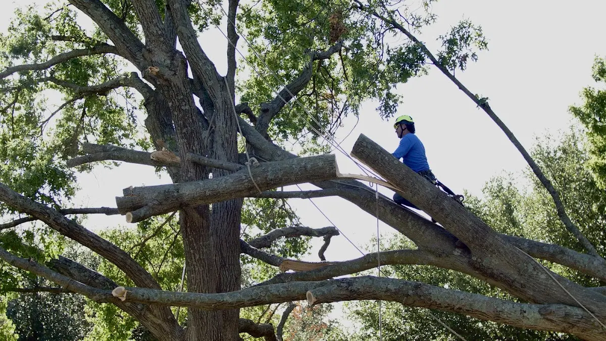 Professional Hazardous Tree Removal performed by certified arborists in Zion Grove