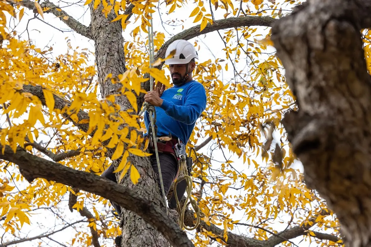 Skilled Tree Pruning crew working in Zion Grove