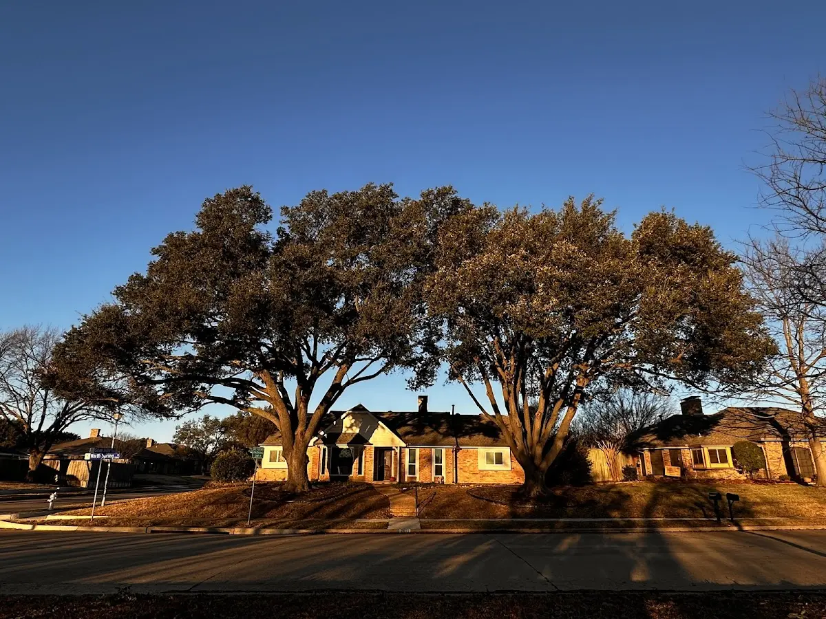 Established residential canopy tree shading a home in Zion Grove